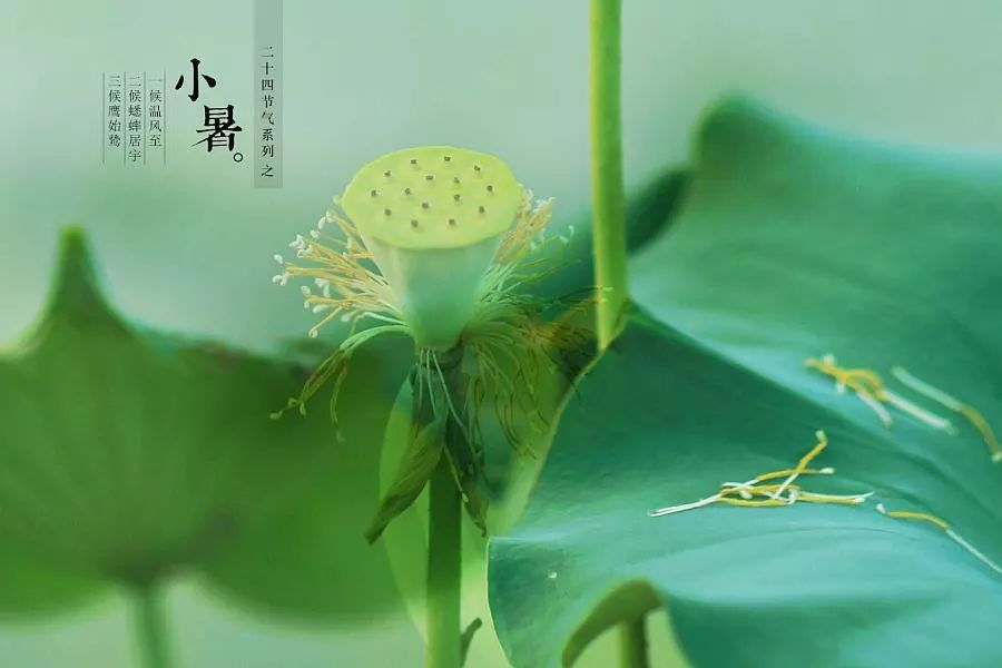 倏忽溫風至，因循小暑來!